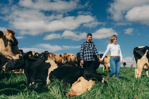 ensaio pré wedding daniela radavelli fotografia ensaio de casal fotos rurais ensaio pré casamento ensaio com vacas vacas pastando ensaio no campo '