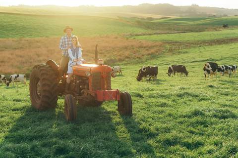 ensaio pré wedding daniela radavelli fotografia ensaio de casal fotos rurais ensaio pré casamento ensaio com vacas vacas pastando ensaio no campo '