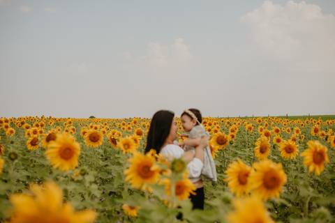 ensaio familia 2 aninhos, ensaio familia no girassol,  fotos de familia no girassol., campo de girasol em campo grande, ensaio bebe 2 aninhos no girassol, fotografo em campo grande; fotos de familia em campo grande; ensaio de gravida em campo grande'