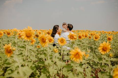 ensaio familia 2 aninhos, ensaio familia no girassol,  fotos de familia no girassol., campo de girasol em campo grande, ensaio bebe 2 aninhos no girassol, fotografo em campo grande; fotos de familia em campo grande; ensaio de gravida em campo grande'