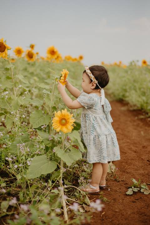 ensaio familia 2 aninhos, ensaio familia no girassol,  fotos de familia no girassol., campo de girasol em campo grande, ensaio bebe 2 aninhos no girassol, fotografo em campo grande; fotos de familia em campo grande; ensaio de gravida em campo grande'