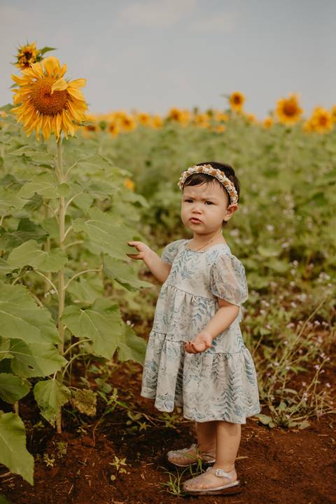 ensaio familia 2 aninhos, ensaio familia no girassol,  fotos de familia no girassol., campo de girasol em campo grande, ensaio bebe 2 aninhos no girassol, fotografo em campo grande; fotos de familia em campo grande; ensaio de gravida em campo grande'