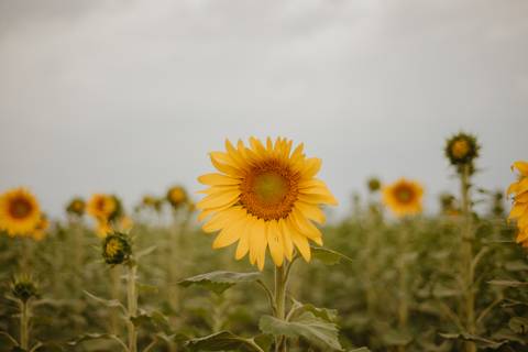 ensaio familia 4 aninhos, ensaio familia no girassol,  fotos de familia no girassol., campo de girasol em campo grande, ensaio bebe 2 aninhos no girassol, fotografo em campo grande; fotos de familia em campo grande; ensaio de gravida em campo grande'