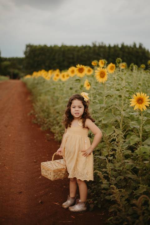 ensaio familia 4 aninhos, ensaio familia no girassol,  fotos de familia no girassol., campo de girasol em campo grande, ensaio bebe 2 aninhos no girassol, fotografo em campo grande; fotos de familia em campo grande; ensaio de gravida em campo grande'