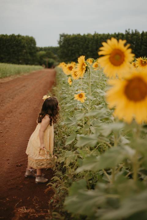 ensaio familia 4 aninhos, ensaio familia no girassol,  fotos de familia no girassol., campo de girasol em campo grande, ensaio bebe 2 aninhos no girassol, fotografo em campo grande; fotos de familia em campo grande; ensaio de gravida em campo grande'