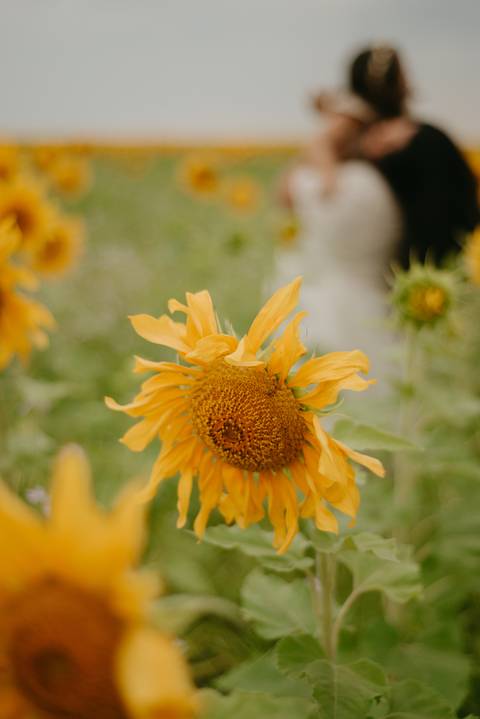 ensaio familia 4 aninhos, ensaio familia no girassol,  fotos de familia no girassol., campo de girasol em campo grande, ensaio bebe 2 aninhos no girassol, fotografo em campo grande; fotos de familia em campo grande; ensaio de gravida em campo grande'