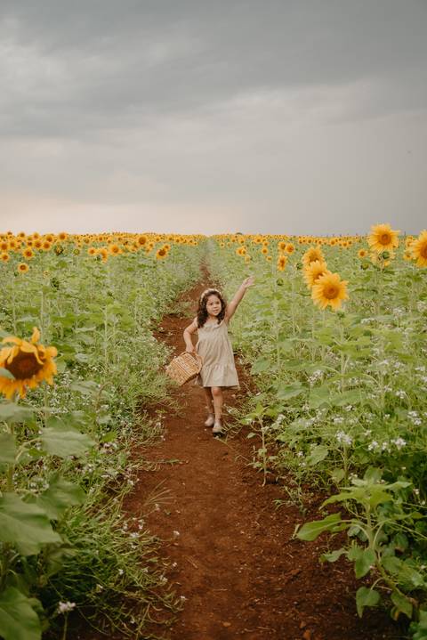 ensaio familia 4 aninhos, ensaio familia no girassol,  fotos de familia no girassol., campo de girasol em campo grande, ensaio bebe 2 aninhos no girassol, fotografo em campo grande; fotos de familia em campo grande; ensaio de gravida em campo grande'