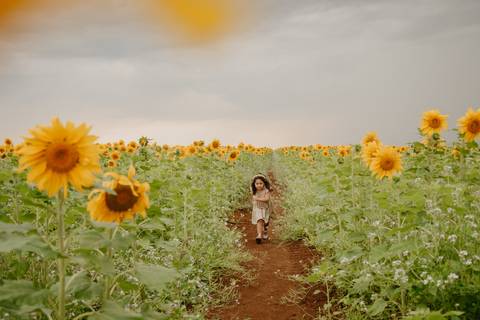 ensaio familia 4 aninhos, ensaio familia no girassol,  fotos de familia no girassol., campo de girasol em campo grande, ensaio bebe 2 aninhos no girassol, fotografo em campo grande; fotos de familia em campo grande; ensaio de gravida em campo grande'