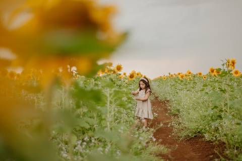 ensaio familia 4 aninhos, ensaio familia no girassol,  fotos de familia no girassol., campo de girasol em campo grande, ensaio bebe 2 aninhos no girassol, fotografo em campo grande; fotos de familia em campo grande; ensaio de gravida em campo grande'
