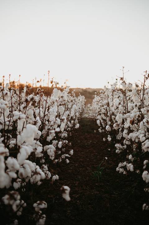 anuncio de gravidez; ensaio anuncio; anuncio com irmão; fotos externas; fotos no campo de algodão; fotografo em campo grande; franciele duailibi fotografia; fotos de gestante campo grande; campo de algodao; revelação; irma mais velha'