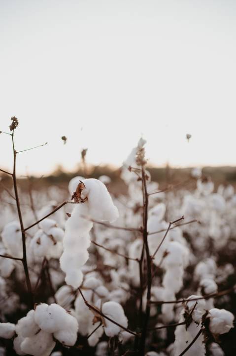 anuncio de gravidez; ensaio anuncio; anuncio com irmão; fotos externas; fotos no campo de algodão; fotografo em campo grande; franciele duailibi fotografia; fotos de gestante campo grande; campo de algodao; revelação; irma mais velha'