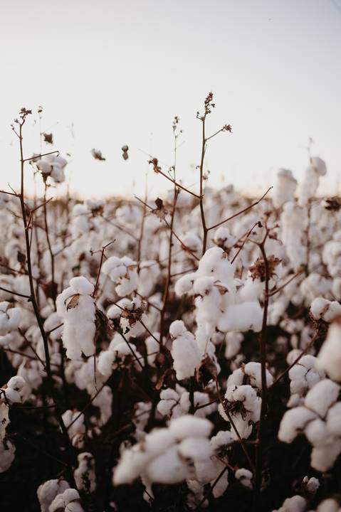 anuncio de gravidez; ensaio anuncio; anuncio com irmão; fotos externas; fotos no campo de algodão; fotografo em campo grande; franciele duailibi fotografia; fotos de gestante campo grande; campo de algodao; revelação; irma mais velha'