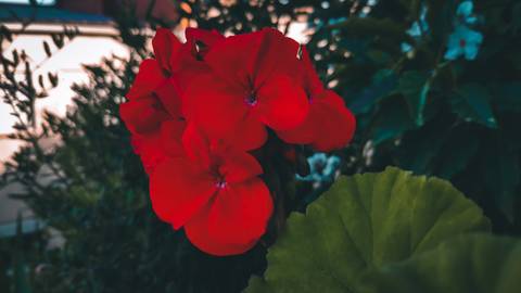 '
