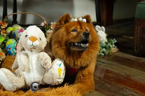 Acompanhamento fotográfico infantil em BH'