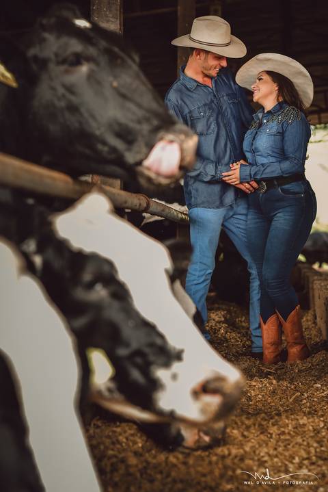 casal-country-vacas-milho'