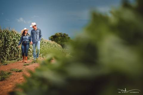 casal-country-vacas-milho'