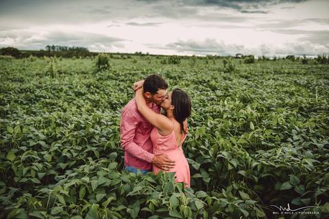 casal-country-vacas-milho'