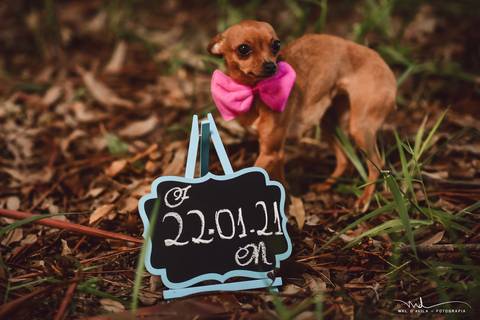 casal-country-vacas-milho'