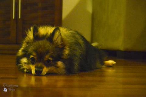 cachorrinho deitado'