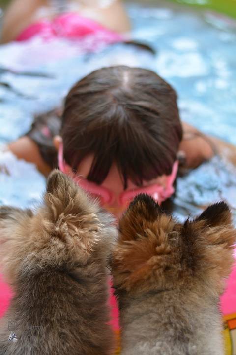 menina na piscina enquantos cachorrinhos olham'