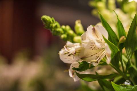 casamento; flores; casório; uberaba; casamento uberaba; minas gerais; brasil; casamentos; noiva; noivo; casados; vestido de noiva; terno e gravata; vestida de branco;'