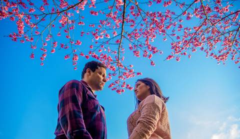 as cerejeiras de Pedra Azul no ensaio dos noivos'