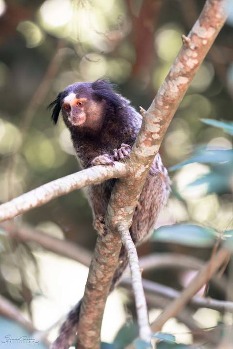 ensaio gestante, fotos de gestante, book gestante, foto de família, ensaio com animais, macaco'