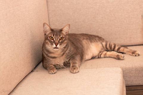 ensaio gestante, fotos de gestante, book gestante, foto de família, ensaio com animais, gatos, gatinho'