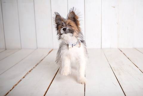 ensaio pet em brasília leticia franco fotografia cachorro dog foto do rosto sem raça definida'