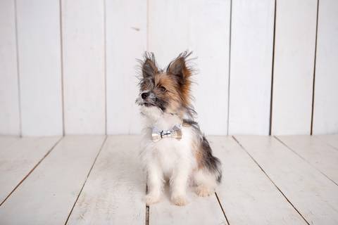 ensaio pet em brasília leticia franco fotografia cachorro dog foto do rosto sem raça definida'