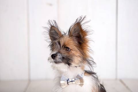 ensaio pet em brasília leticia franco fotografia cachorro dog foto do rosto sem raça definida'