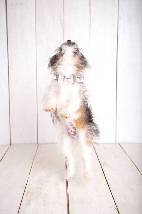 ensaio pet em brasília leticia franco fotografia cachorro dog foto do rosto sem raça definida'