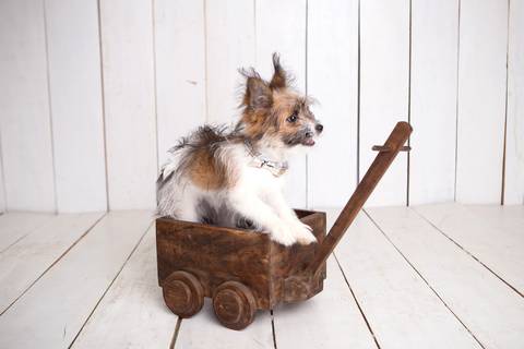 ensaio pet em brasília leticia franco fotografia cachorro dog foto do rosto sem raça definida'
