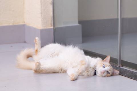 ensaio pet em brasília leticia franco fotografia mia gata gato foto do rosto sem raça definida phoebe friends'