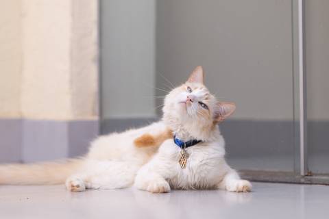 ensaio pet em brasília leticia franco fotografia mia gata gato foto do rosto sem raça definida phoebe friends'