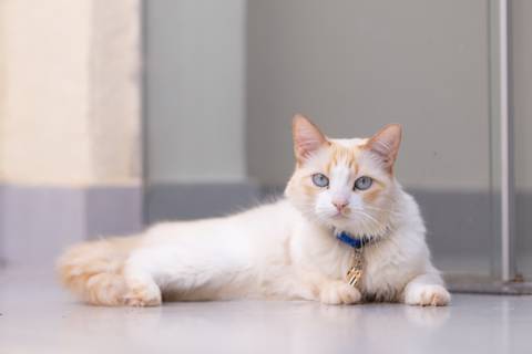 ensaio pet em brasília leticia franco fotografia mia gata gato foto do rosto sem raça definida phoebe friends'