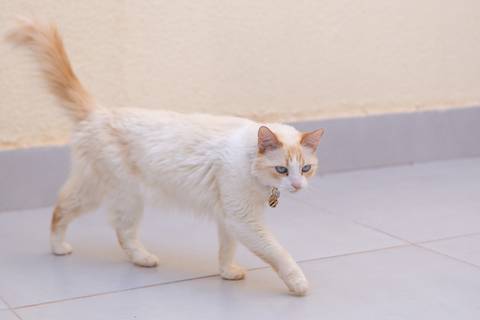 ensaio pet em brasília leticia franco fotografia mia gata gato foto do rosto sem raça definida phoebe friends'