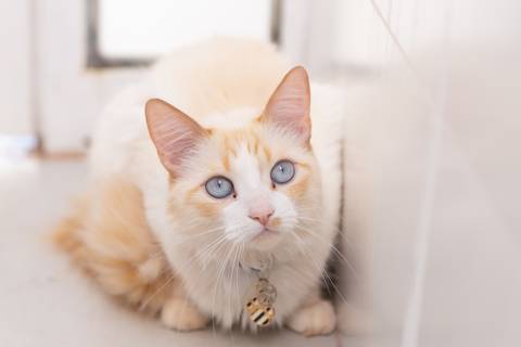 ensaio pet em brasília leticia franco fotografia mia gata gato foto do rosto sem raça definida phoebe friends'