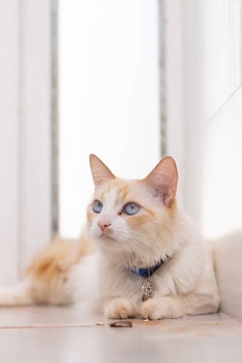 ensaio pet em brasília leticia franco fotografia mia gata gato foto do rosto sem raça definida phoebe friends'