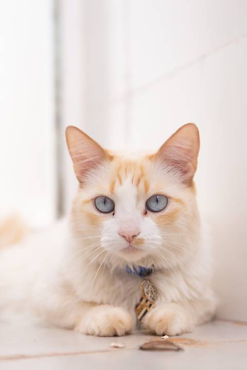 ensaio pet em brasília leticia franco fotografia mia gata gato foto do rosto sem raça definida phoebe friends'