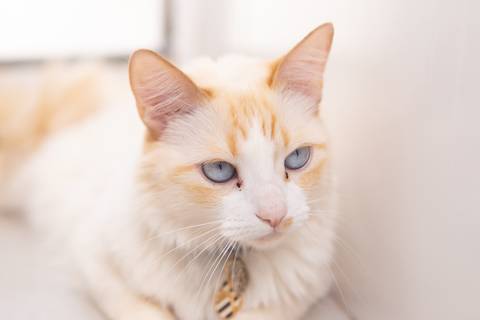 ensaio pet em brasília leticia franco fotografia mia gata gato foto do rosto sem raça definida phoebe friends'