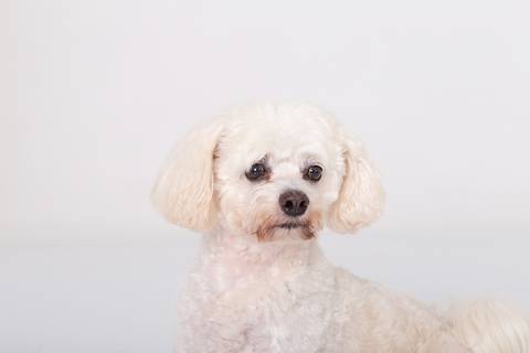 ensaio pet em brasília leticia franco fotografia mia gata gato foto do rosto poodle'