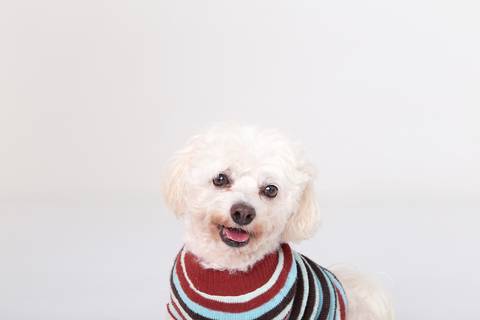 ensaio pet em brasília leticia franco fotografia mia gata gato foto do rosto poodle'