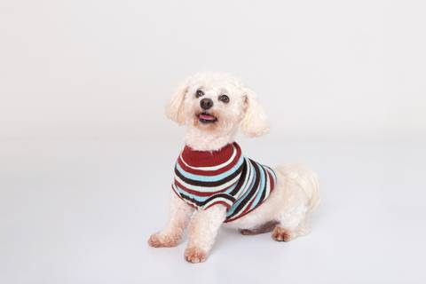 ensaio pet em brasília leticia franco fotografia mia gata gato foto do rosto poodle'