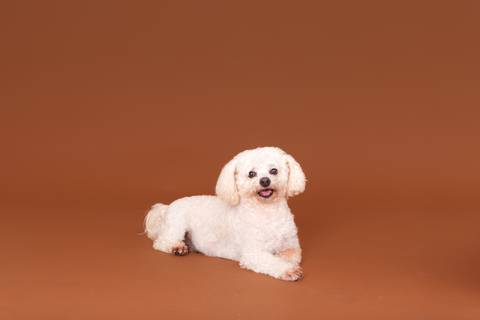 ensaio pet em brasília leticia franco fotografia mia gata gato foto do rosto poodle'