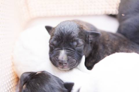 ensaio pet em brasília leticia franco fotografia sem raça definida newborn pet cachorro cadela cão'