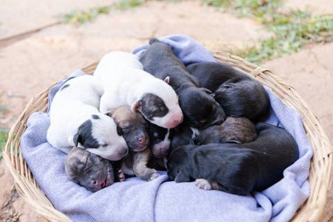 ensaio pet em brasília leticia franco fotografia sem raça definida newborn pet cachorro cadela cão'