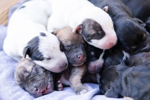 ensaio pet em brasília leticia franco fotografia sem raça definida newborn pet cachorro cadela cão'