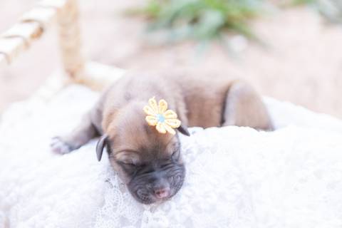 ensaio pet em brasília leticia franco fotografia sem raça definida newborn pet cachorro cadela cão'