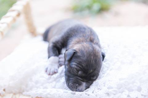 ensaio pet em brasília leticia franco fotografia sem raça definida newborn pet cachorro cadela cão'